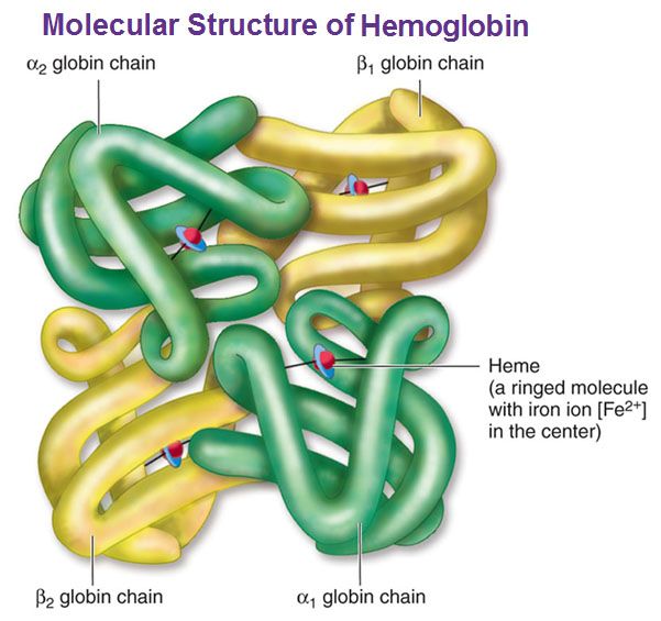 Molecular structure of hemoglobin